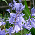 Scilla hyacinthoides - The Bluebell bulb flower